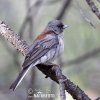 Dark-eyed Junco