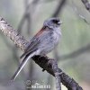 Dark-eyed Junco