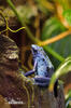 Dendrobates tinctorius azureus