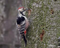 Dendrocopos leucotos