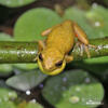 Dendropsophus carnifex