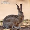 Desert Cottontail