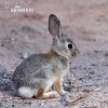 Desert Cottontail