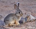 Desert Cottontail