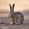 Desert Cottontail