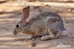 Desert Cottontail