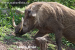 Desert Warthog