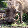 Desert Warthog