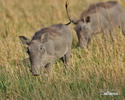 Desert Warthog