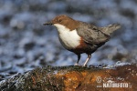 Dipper