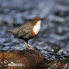 Dipper