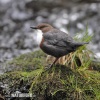 Dipper