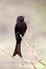 Drongo Horquillado