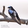 Dukolora hirundo