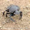 Dung Beetle