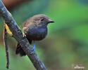 Dusky-throated Antshrike