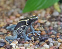 Dyeing dart frog