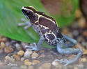 Dyeing dart frog