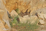 Eagle Owl