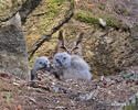 Eagle Owl