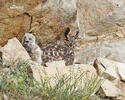 Eagle Owl