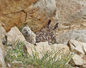 Eagle Owl