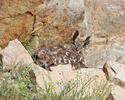 Eagle Owl