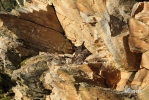 Eagle Owl