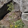 Eagle Owl