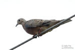 Eared Dove