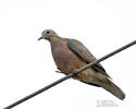 Eared Dove