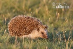 Eastern Hedgehog