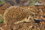 Eastern Hedgehog