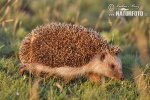 Eastern Hedgehog
