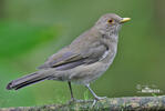 Ecuadorian Thrush