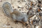 Écureuil des rochers