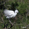 Egretta garzetta