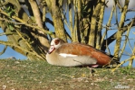 Egyptian Goose