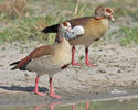 Egyptian Goose