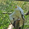 Egyptian Vulture