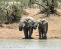 Elefant africà de sabana