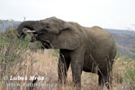 Elefante africano de sabana