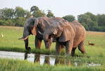 Elefante africano de sabana