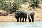 Éléphant de savane d'Afrique