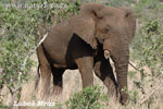 Éléphant de savane d'Afrique