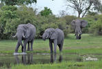 Éléphant de savane d'Afrique