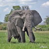 Éléphant de savane d'Afrique