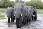 Éléphant de savane d'Afrique