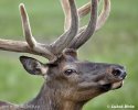 Elk Wapiti