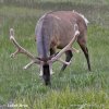 Elk Wapiti